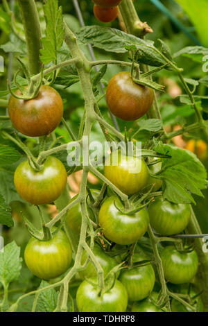 Amarena cimelio di pomodori che crescono in un giardino in Issaquah, Washington, Stati Uniti d'America Foto Stock