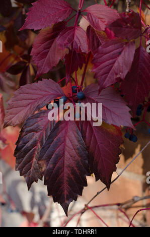 Wild uva rossa foglie contro la parete di rottura. Bella caduta luminosa dello sfondo. Foto Stock