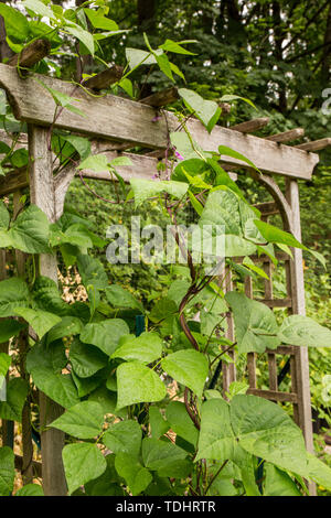 Polo Rattlesnake fagioli che cresce su un mandrino in legno in un giardino in Issaquah, Washington, Stati Uniti d'America Foto Stock