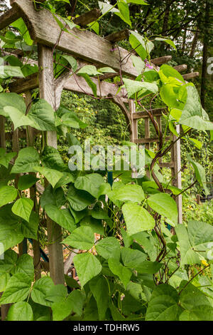 Polo Rattlesnake fagioli che cresce su un mandrino in legno in un giardino in Issaquah, Washington, Stati Uniti d'America Foto Stock