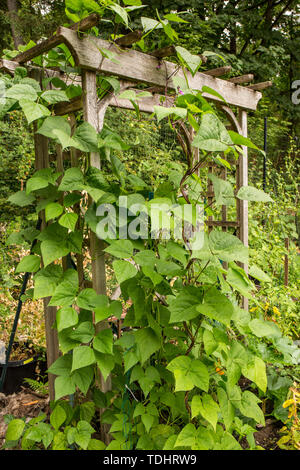 Polo Rattlesnake fagioli che cresce su un mandrino in legno in un giardino in Issaquah, Washington, Stati Uniti d'America Foto Stock