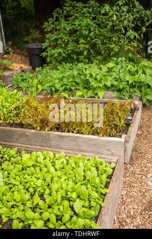 Lussureggiante-cercando Mirrormont comunità giardino che mostra il cavolo cinese, lattuga, bush fagioli e tomatillo crescendo in letti sollevata e pronta per il raccolto in Issaquah, Foto Stock