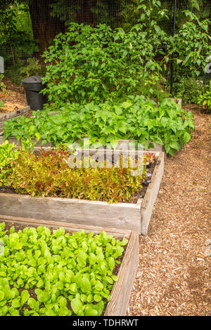 Lussureggiante-cercando Mirrormont comunità giardino che mostra il cavolo cinese, lattuga, bush fagioli e tomatillo crescendo in letti sollevata e pronta per il raccolto in Issaquah, Foto Stock