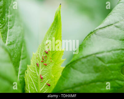 Red afidi Uroleucon (sp) sulla tazza di impianto (Sylphium perfoliatum), due parto. Foto Stock