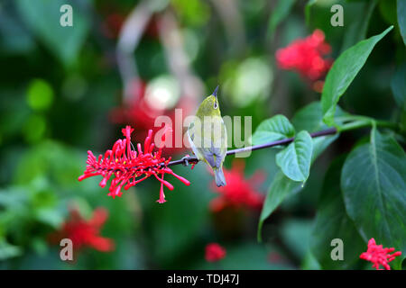 Fiori e uccelli foto, verde scuro ruggine-eyed bird con pollo corona letto jazz Foto Stock