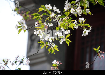 Fiori Ciliegio al tempio Hanshan a Suzhou Foto Stock