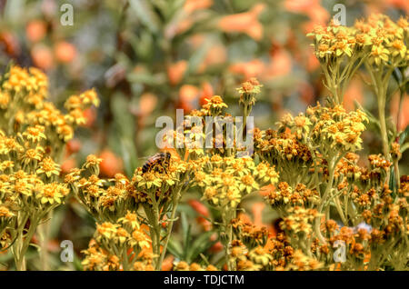 La costa a sud di Big Sur offre abbondanza di sorgenti per le api per fare miele millefiori Foto Stock