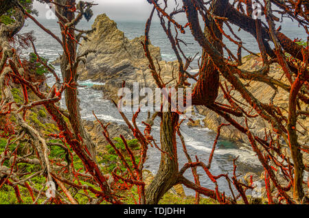 Orange alghe copre i rami degli alberi a Nord verso gli alberi in punto Lobos. Essi sono pieni di carotene Foto Stock