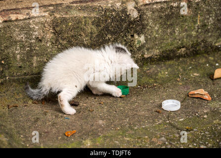 Piccolo gatto randagio gioca con il tappo della bottiglia in Kotor Montenegro Foto Stock