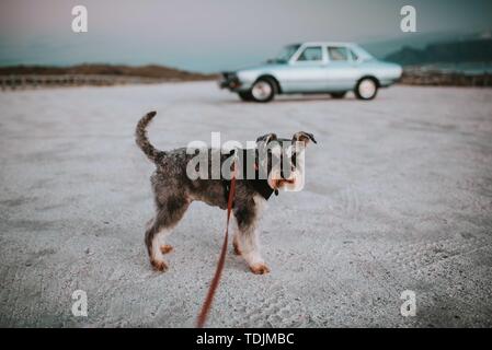 Cane Schnauzer in piedi su un guinzaglio sulla sabbia con un'auto vintage blu chiaro sullo sfondo Foto Stock