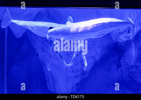 Il Beluga whale prestazioni in Haichang Ocean Park, Shanghai Foto Stock