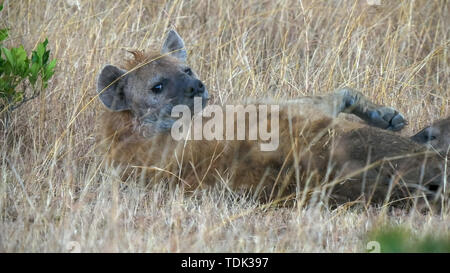 Una femmina la iena alimentando il suo giovane nel masai Mara Game Reserve, Kenya Foto Stock