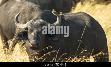 Close up di un capo buffalo con due oxpeckers sulla sua schiena nel masai Mara Game Reserve, Kenya Foto Stock