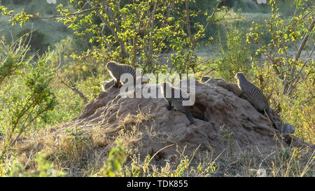 Ampia vista di nastrare mongoose colonia su un tumulo termite nel masai Mara, Kenya Foto Stock