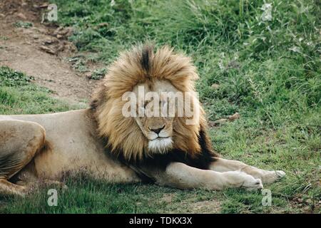 Un leone maschio che giace sull'erba con gli occhi chiuso Foto Stock