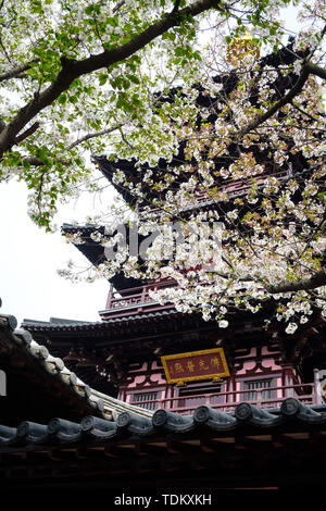 Fiori Ciliegio al tempio Hanshan a Suzhou Foto Stock