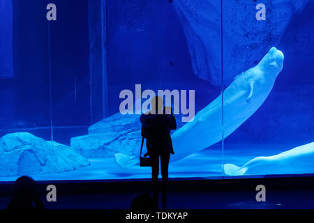 Le balene beluga in Haichang Ocean Park, Shanghai Foto Stock