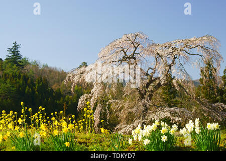 Ciliegio piangente in Yoichino, Prefettura di Hiroshima, Giappone Foto Stock