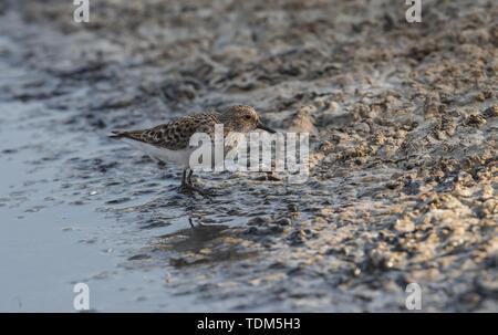 Llittle stint Calidris minuta Foto Stock