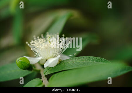 Dolce Autunno Clematis Foto Stock