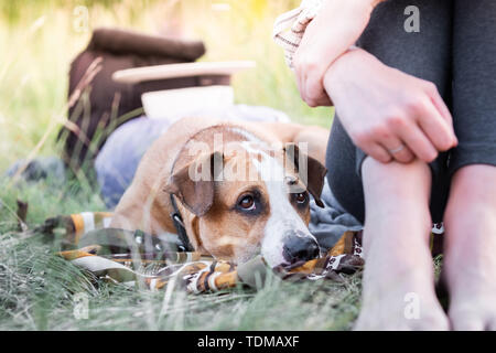 Cute cane riposa accanto al suo proprietario all'aperto presso un campeggio, vista da vicino. Animali domestici come i compagni di concetto: staffordshire terrier cucciolo stabilisce Foto Stock