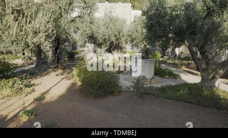 Antichi ulivi nel giardino del Getsemani a Gerusalemme Foto Stock