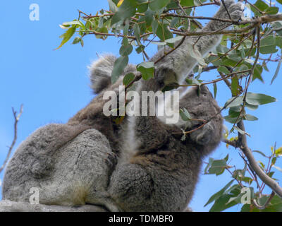 Close up di un bambino koala per mangiare le foglie di eucalipto a cape otway Foto Stock