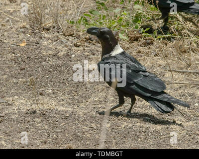 Collo bianco raven sul terreno in corrispondenza di Amboseli, Kenya Foto Stock