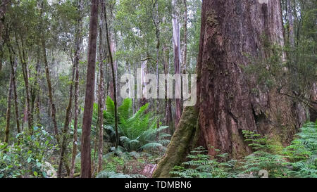 Swamp gum e uomo di felci a mt field tasmania Foto Stock