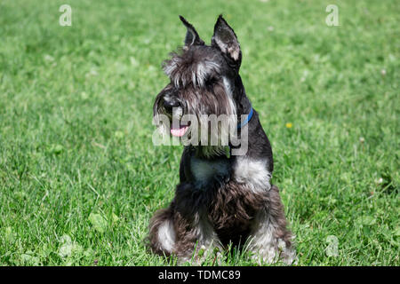 Carino zwergschnauzer cucciolo è seduto su un prato a molla. Miniatura schnauzer nano o schnauzer. Gli animali da compagnia. Foto Stock