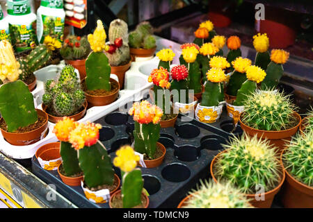 La regione di Celjabinsk, Russia - Giugno 2019. Decorative di piccole e grandi cactus di diversi tipi in vasi. Varie cactus sul ripiano al centro Foto Stock