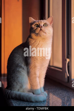 Cat breve gradiente argento Foto Stock