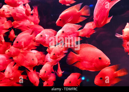 Un ricco di pesce. Foto Stock