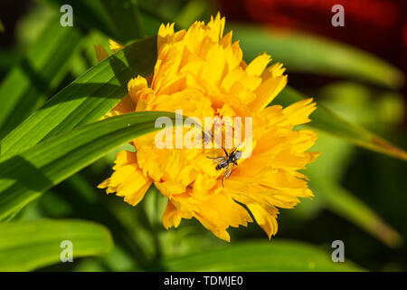 Un volo su un piccolo giallo di fiori selvaggi nel giardino Foto Stock