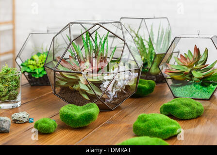 Florarium vasi con piante e muschio pietre sul tavolo. Foto Stock