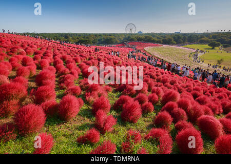 Kochia con la folla in Kokuei Hitachi Seaside Park - Hitachinaka, Ibaraki, Giappone Foto Stock