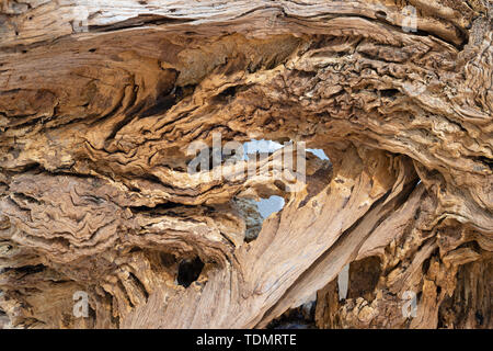 Il dettaglio del legno moderno decorativo scultura in legno di quercia. Foto Stock