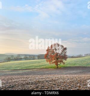 Solitaria quercia (Quercus) rosso con foglie di autunno, raccolte di campi con brina, Burgenlandkreis, Sassonia-Anhalt, Germania Foto Stock