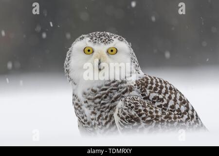 Civetta delle nevi (Bubo scandiacus), seduto nella neve, tempesta di neve, animale ritratto, captive, Sumava National Park, foresta Boema, Repubblica Ceca Foto Stock