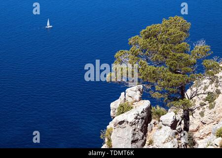 Pino di Aleppo (Pinus halepensis) cresce su una roccia di fronte il mare blu, dietro una barca a vela, vicino a Sant Elm, Maiorca, isole Baleari, Spagna Foto Stock