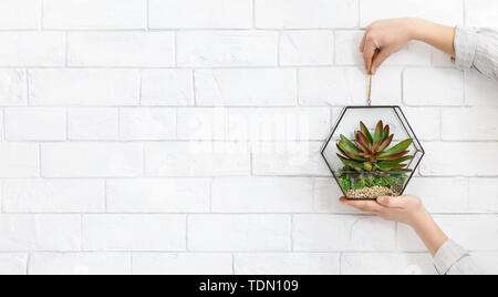 Mini florarium di vetro nella donna le mani, spazio copia Foto Stock