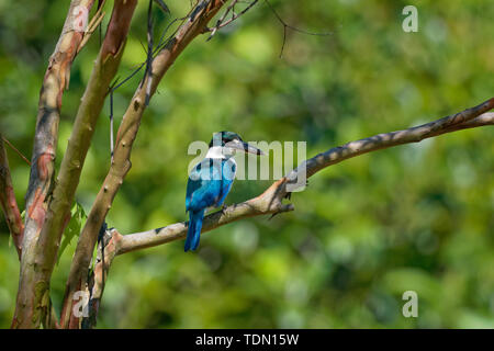 Collare - Kingfisher Todiramphus chloris medie sottofamiglia kingfisher Halcyoninae, la struttura ad albero il martin pescatore, noto anche come il bianco-kingfi a collare Foto Stock