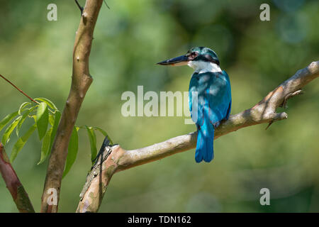 Collare - Kingfisher Todiramphus chloris medie sottofamiglia kingfisher Halcyoninae, la struttura ad albero il martin pescatore, noto anche come il bianco-kingfi a collare Foto Stock