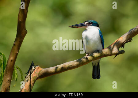 Collare - Kingfisher Todiramphus chloris medie sottofamiglia kingfisher Halcyoninae, la struttura ad albero il martin pescatore, noto anche come il bianco-kingfi a collare Foto Stock