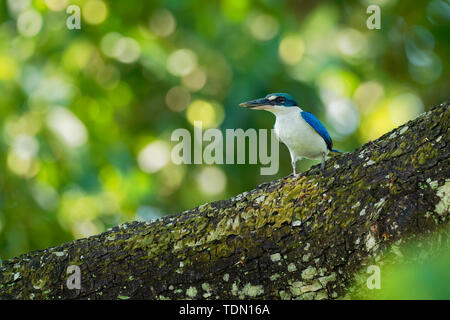 Collare - Kingfisher Todiramphus chloris medie sottofamiglia kingfisher Halcyoninae, la struttura ad albero il martin pescatore, noto anche come il bianco-kingfi a collare Foto Stock