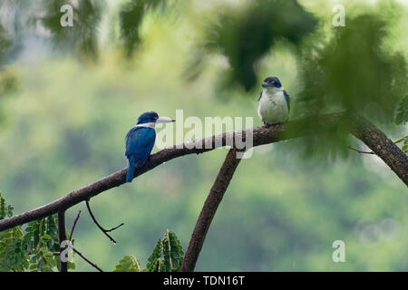 Collare - Kingfisher Todiramphus chloris medie sottofamiglia kingfisher Halcyoninae, la struttura ad albero il martin pescatore, noto anche come il bianco-kingfi a collare Foto Stock