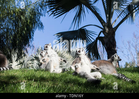 Famiglia di lemuri a prendere il sole sul prato. L'anello tailed lemur, lemuri catta, è un grande primate strepsirrhine e più riconosciuti lemur a causa di Foto Stock