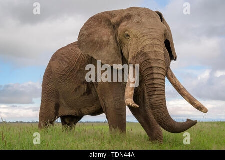 Elefante africano (Loxodonta africana) bull, in piedi vicino, Amboseli National Park in Kenya. Foto Stock