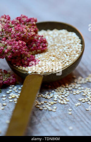 La quinoa in Kelle und reifer Quinoa-Zweig, Chenopodium quinoa Foto Stock