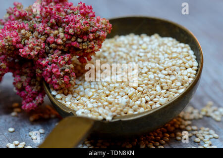 La quinoa in Kelle und reifer Quinoa-Zweig, Chenopodium quinoa Foto Stock